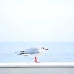 Milton Bartoletti Profile Picture