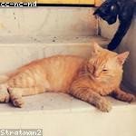 Vena Schowalter Profile Picture