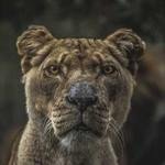 Kaya Zulauf Profile Picture