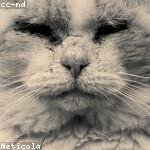 Randal Farrell Profile Picture