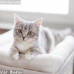 Ramon Cassin Profile Picture