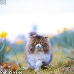 Susan Wolff Profile Picture