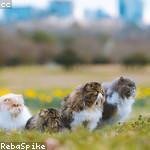 Giovanni Cremin Profile Picture