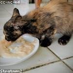 Carey Bogisich Profile Picture