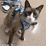 Zachary Schneider Profile Picture