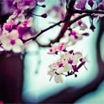 Letitia Friesen Profile Picture