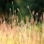 Fausto Ledner Profile Picture