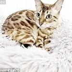 Marcella Monahan Profile Picture