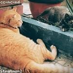 Josh Schiller Profile Picture