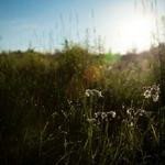 Chelsea Rogahn Profile Picture