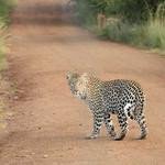 Jasper Ferry Profile Picture