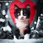 Cara Krajcik Profile Picture