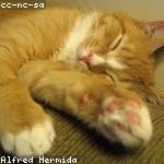 Blanche Lind Profile Picture