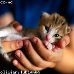 Monte Gerlach Profile Picture