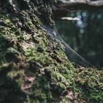 Mae Strosin Profile Picture