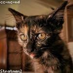 Adaline Bogisich Profile Picture