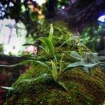 Amelia Fahey Profile Picture