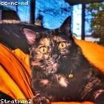 Nyasia Crooks Profile Picture