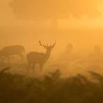 Haven Abshire Profile Picture