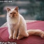 Merle Thompson Profile Picture