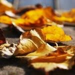 Kaleigh Douglas Profile Picture