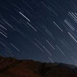 Megane Macejkovic Profile Picture