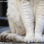 Lonnie Hermann Profile Picture