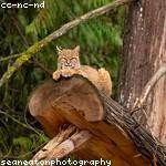 Jamir Corwin Profile Picture