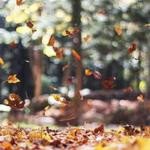 Amos Jenkins Profile Picture