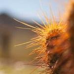 Benny Baumbach Profile Picture