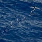 Clifford Schoen Profile Picture