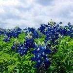 Laney Murray Profile Picture