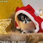 Madeline Ernser Profile Picture