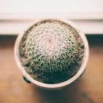 Wiley Ward Profile Picture