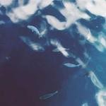 Ila Abshire Profile Picture