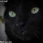 Peyton Zulauf Profile Picture