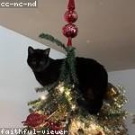 Alfredo Bayer Profile Picture