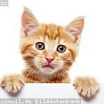 Elwyn Ritchie Profile Picture