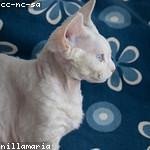 Nicolas Kassulke Profile Picture