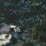 Eugene Rowe Profile Picture