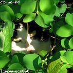 Leopold Zulauf Profile Picture